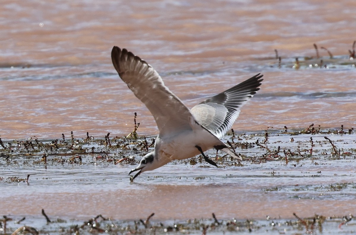 Franklin's Gull - ML641684820