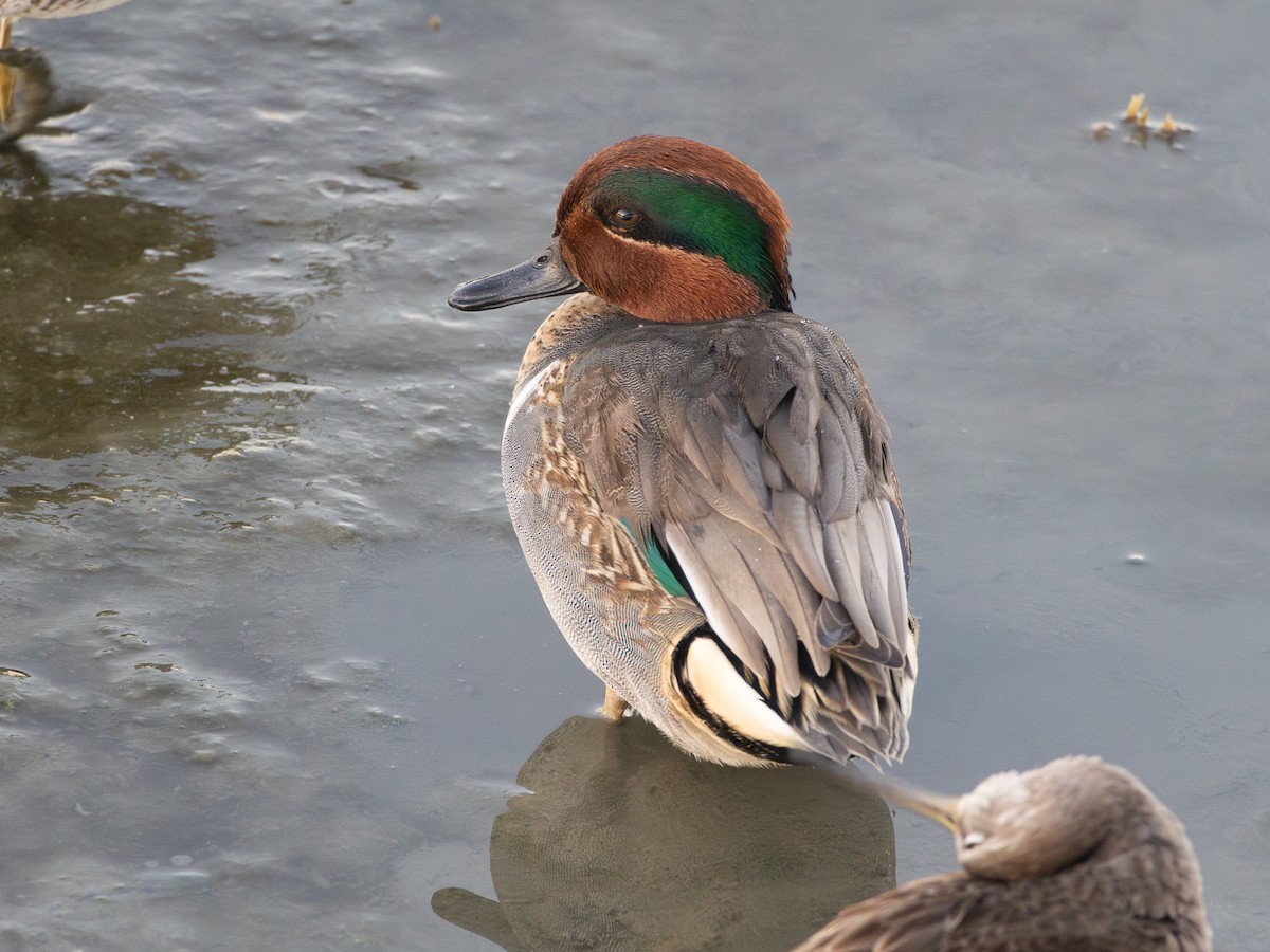 Green-winged Teal - ML641684821