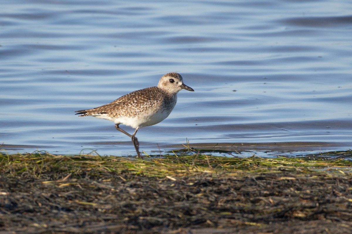 Black-bellied Plover - ML641684853