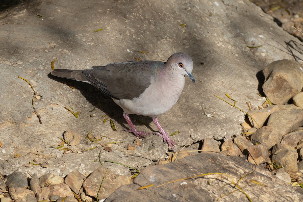 White-tipped Dove - ML641684868