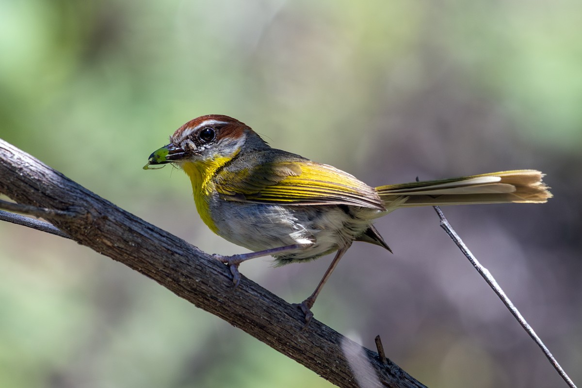Rufous-capped Warbler (rufifrons Group) - ML641684879