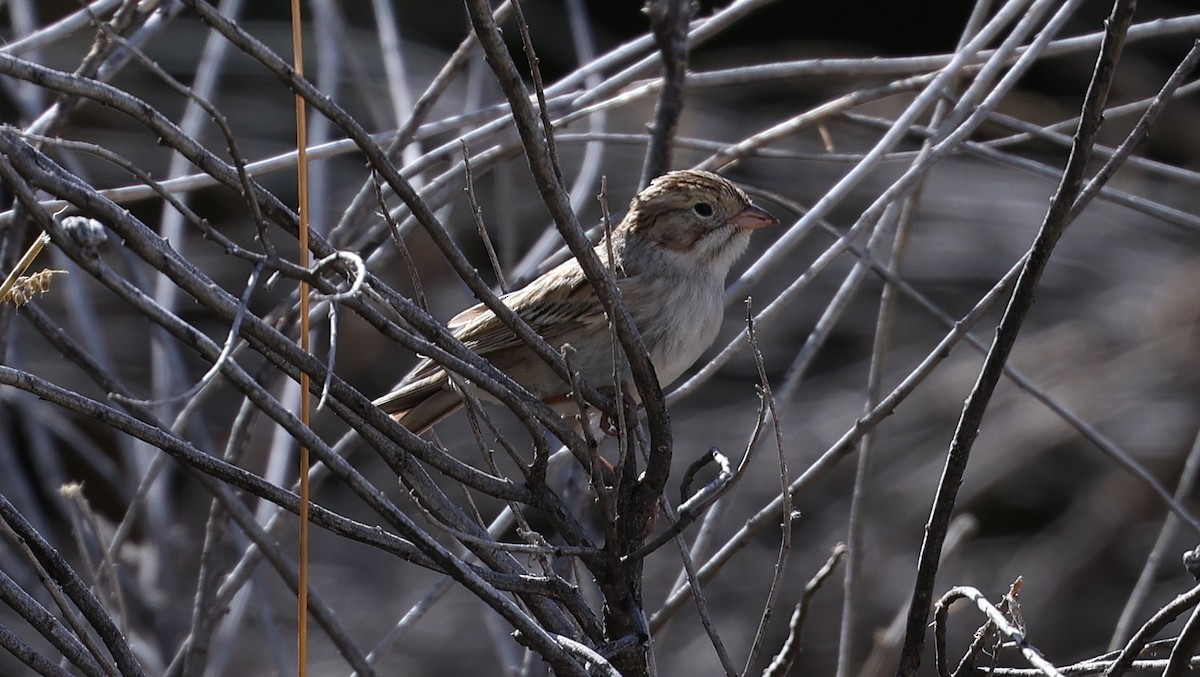 Brewer's Sparrow - ML641684894