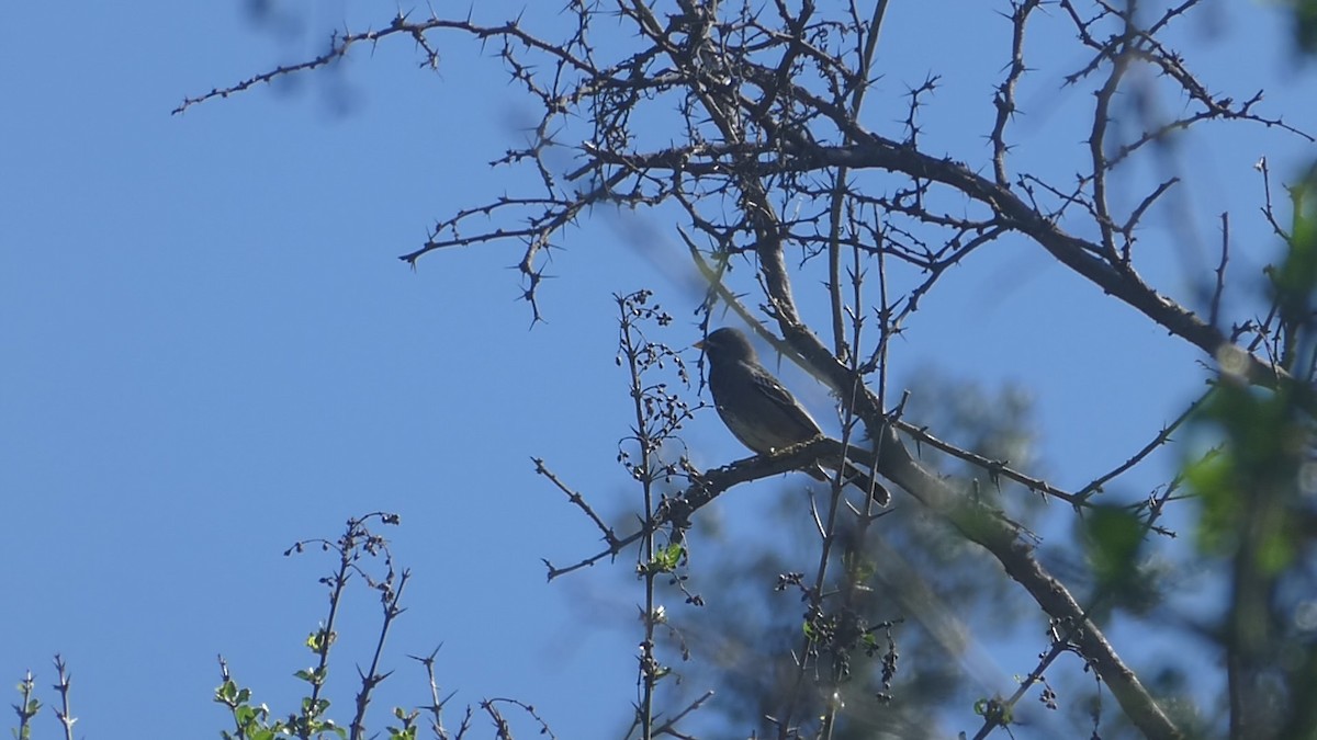 Mourning Sierra Finch - ML641684918