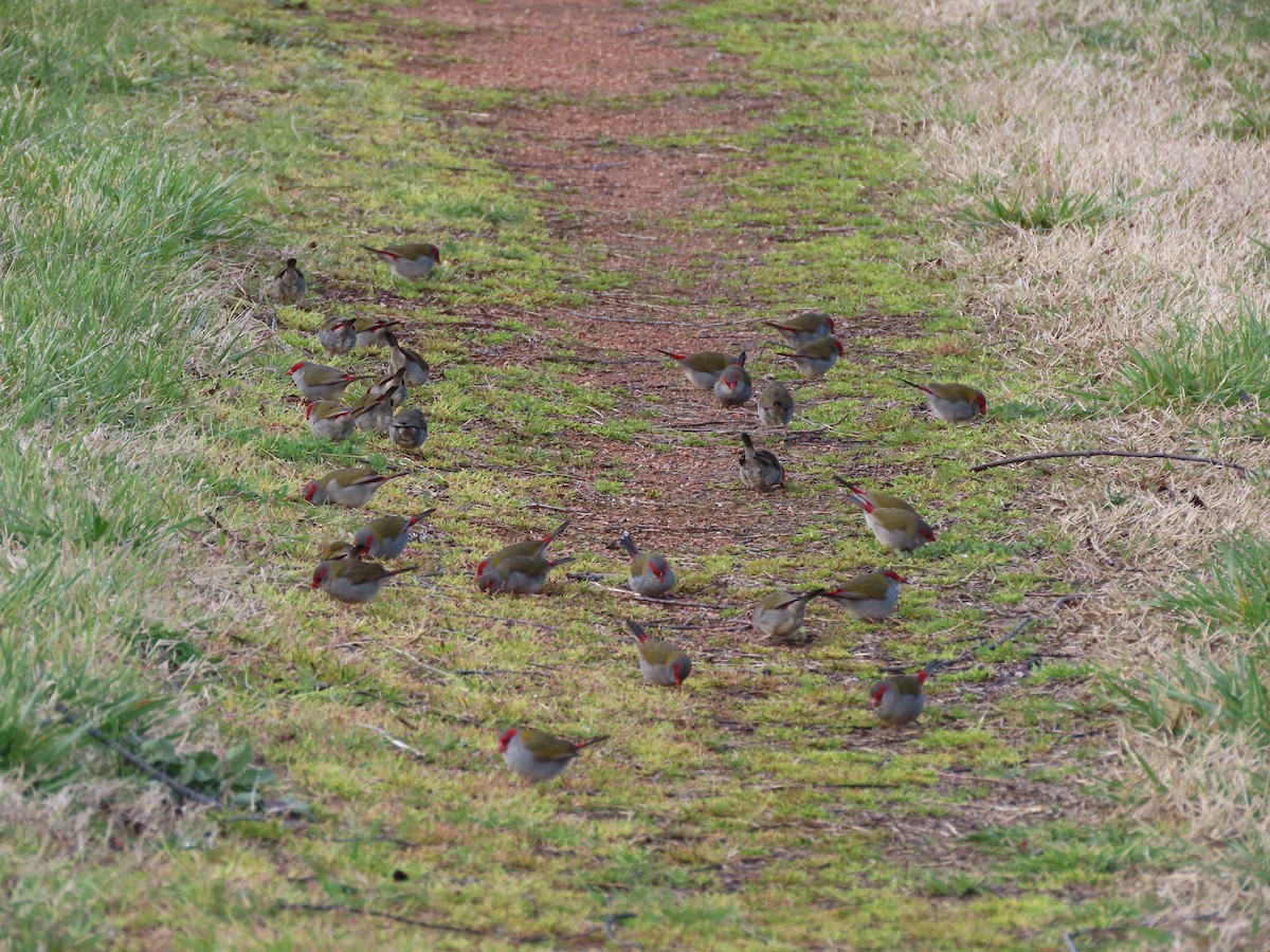 Red-browed Firetail - ML641684943