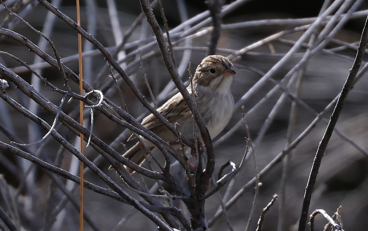 Brewer's Sparrow - ML641684952