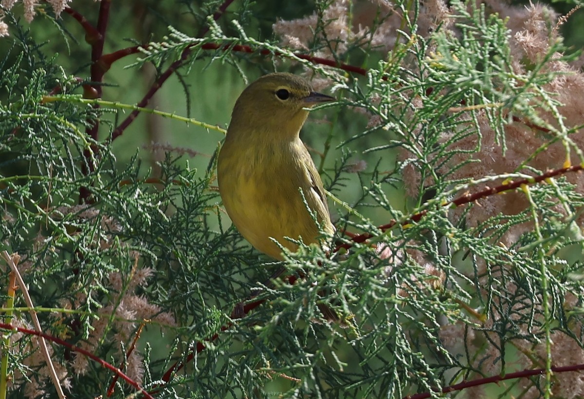 Orange-crowned Warbler - ML641684954
