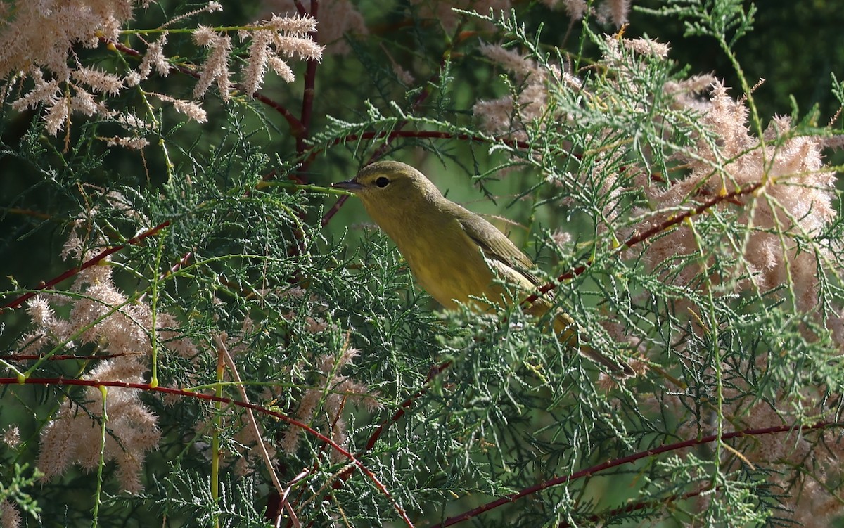 Orange-crowned Warbler - ML641684955