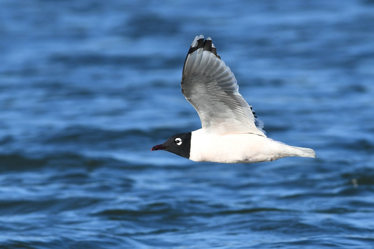Franklin's Gull - ML641684961