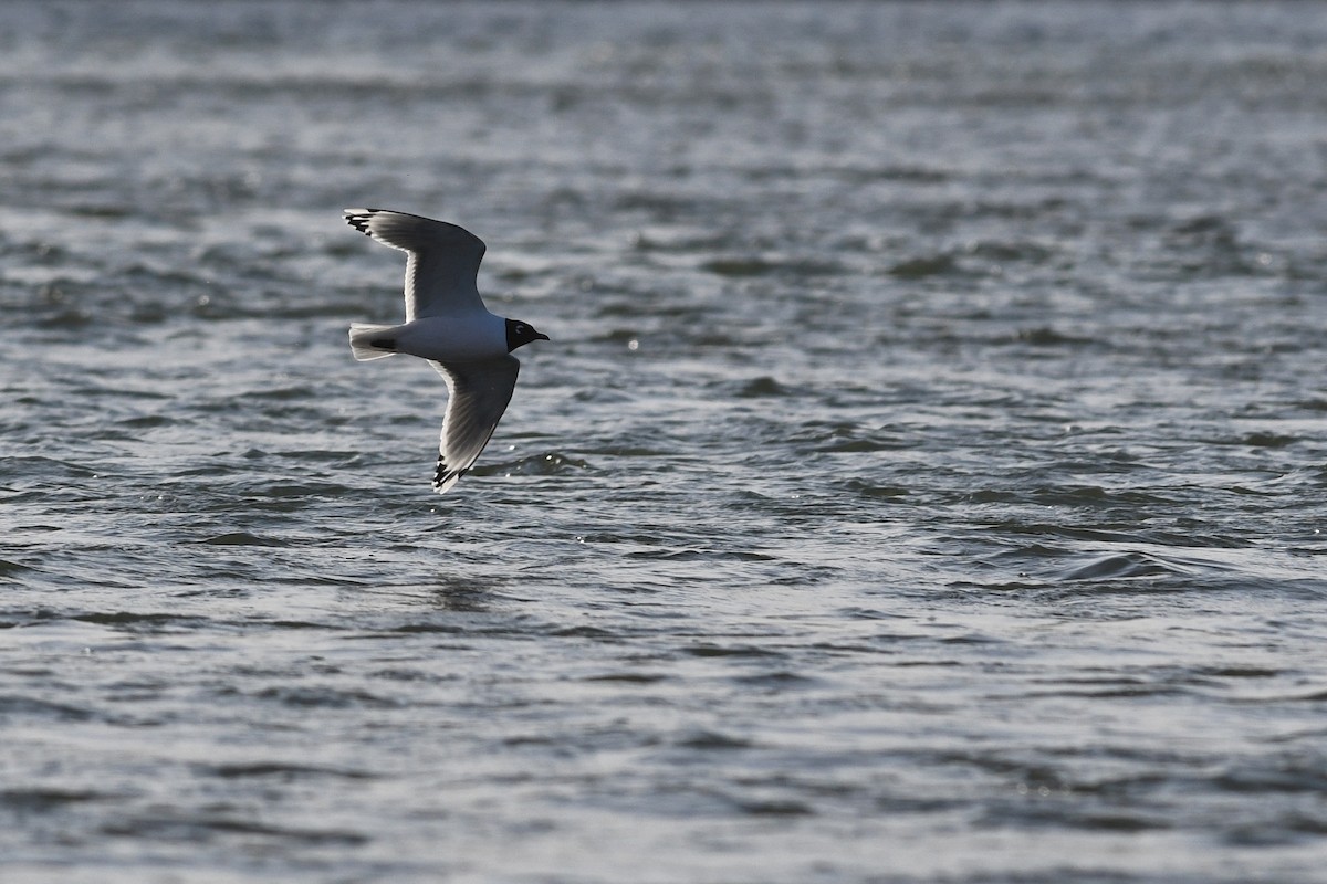 Franklin's Gull - ML641684963