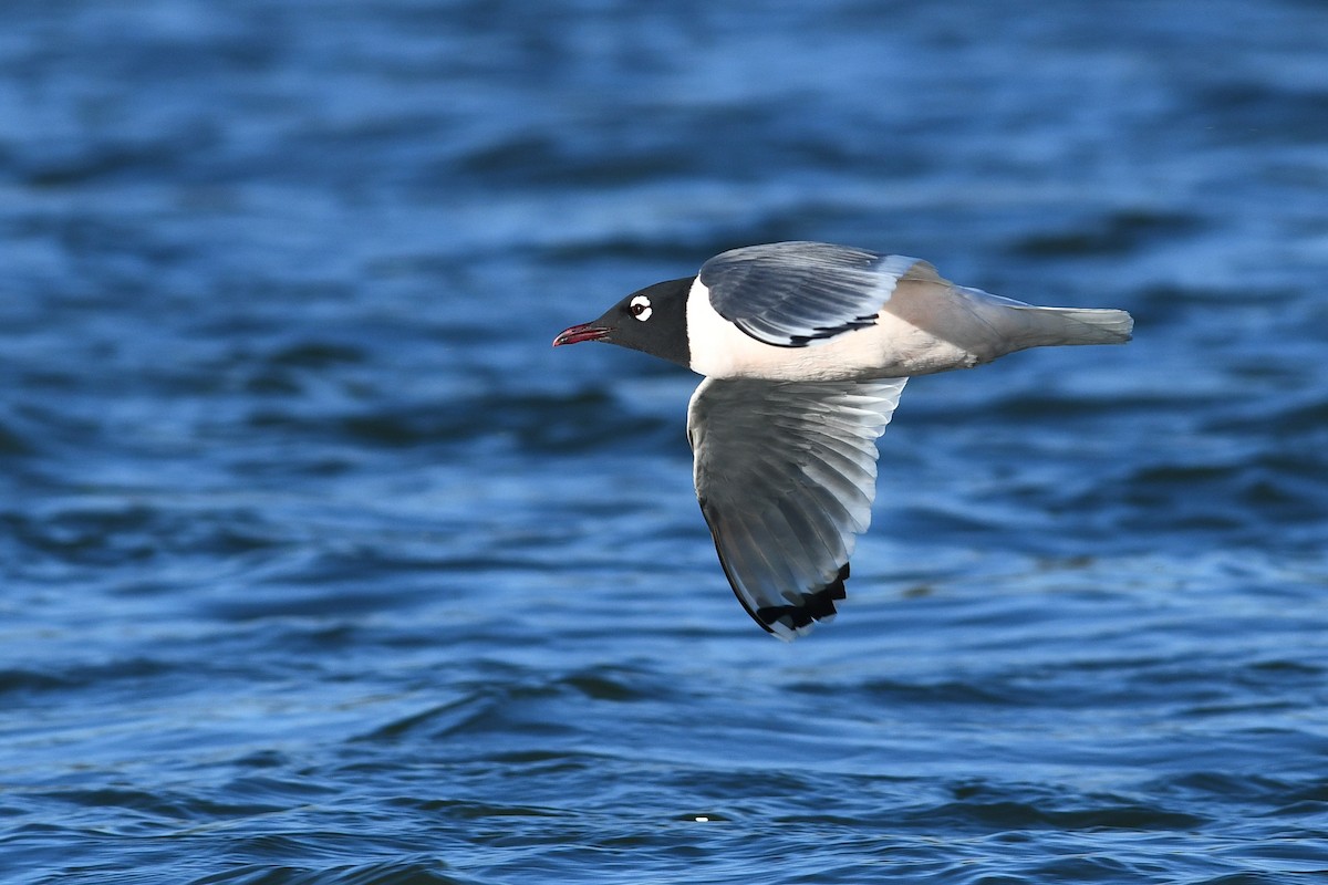 Franklin's Gull - ML641684965