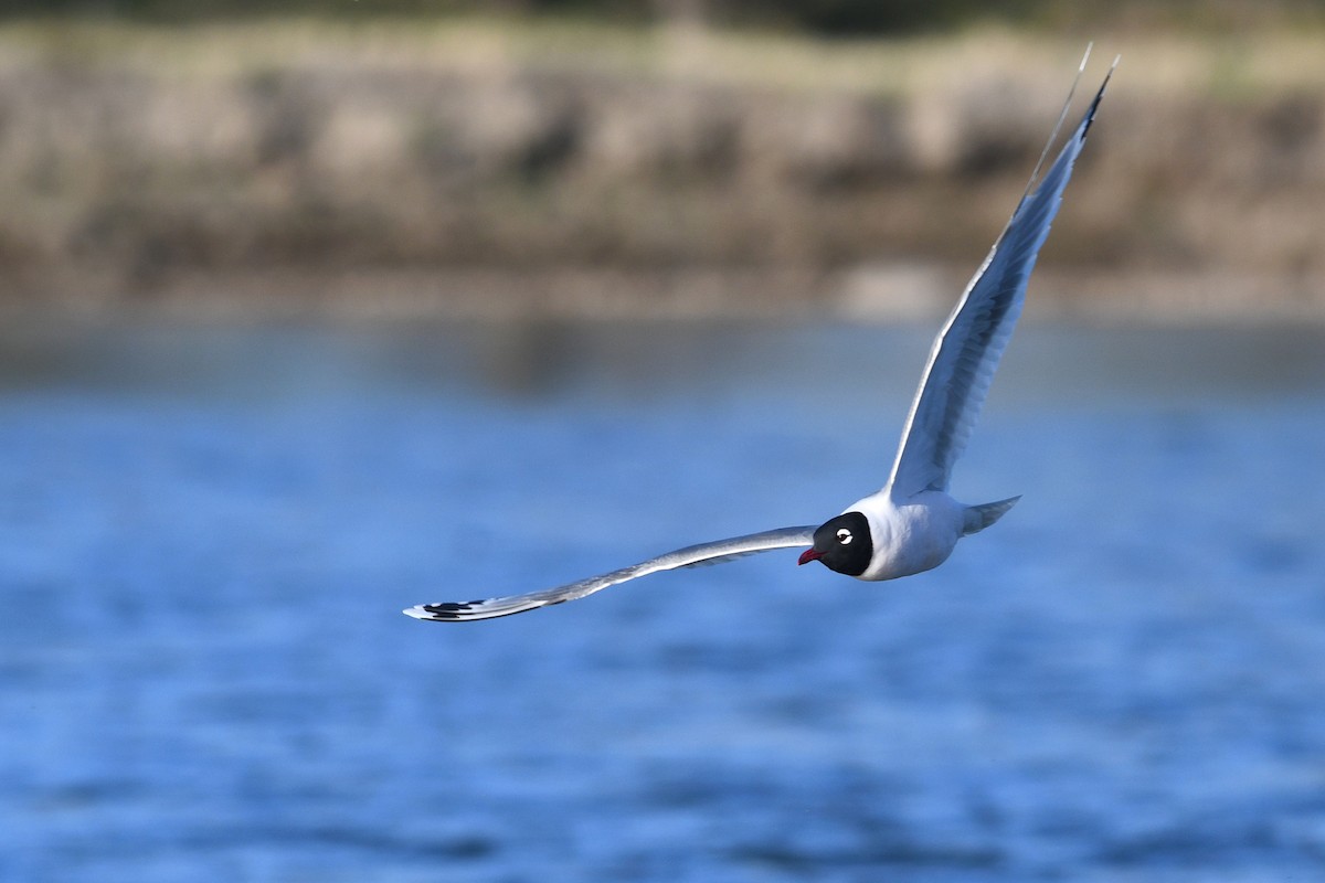 Franklin's Gull - ML641684967
