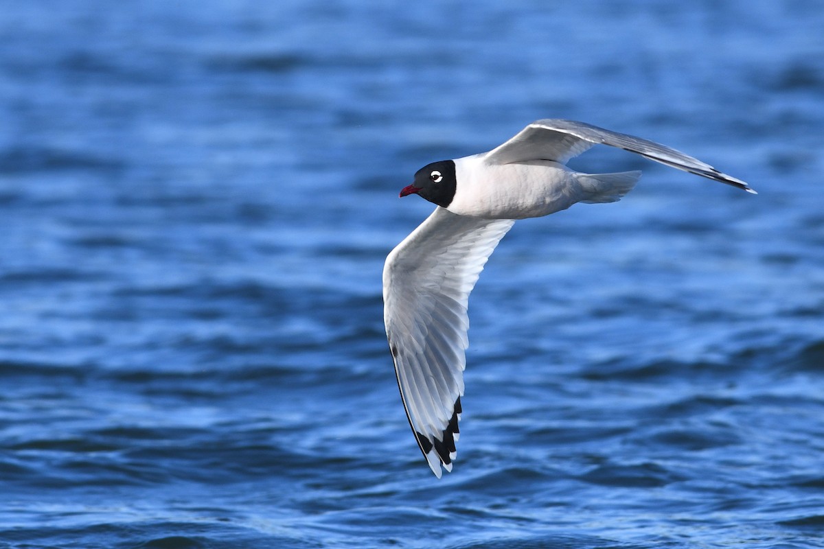 Franklin's Gull - ML641684968