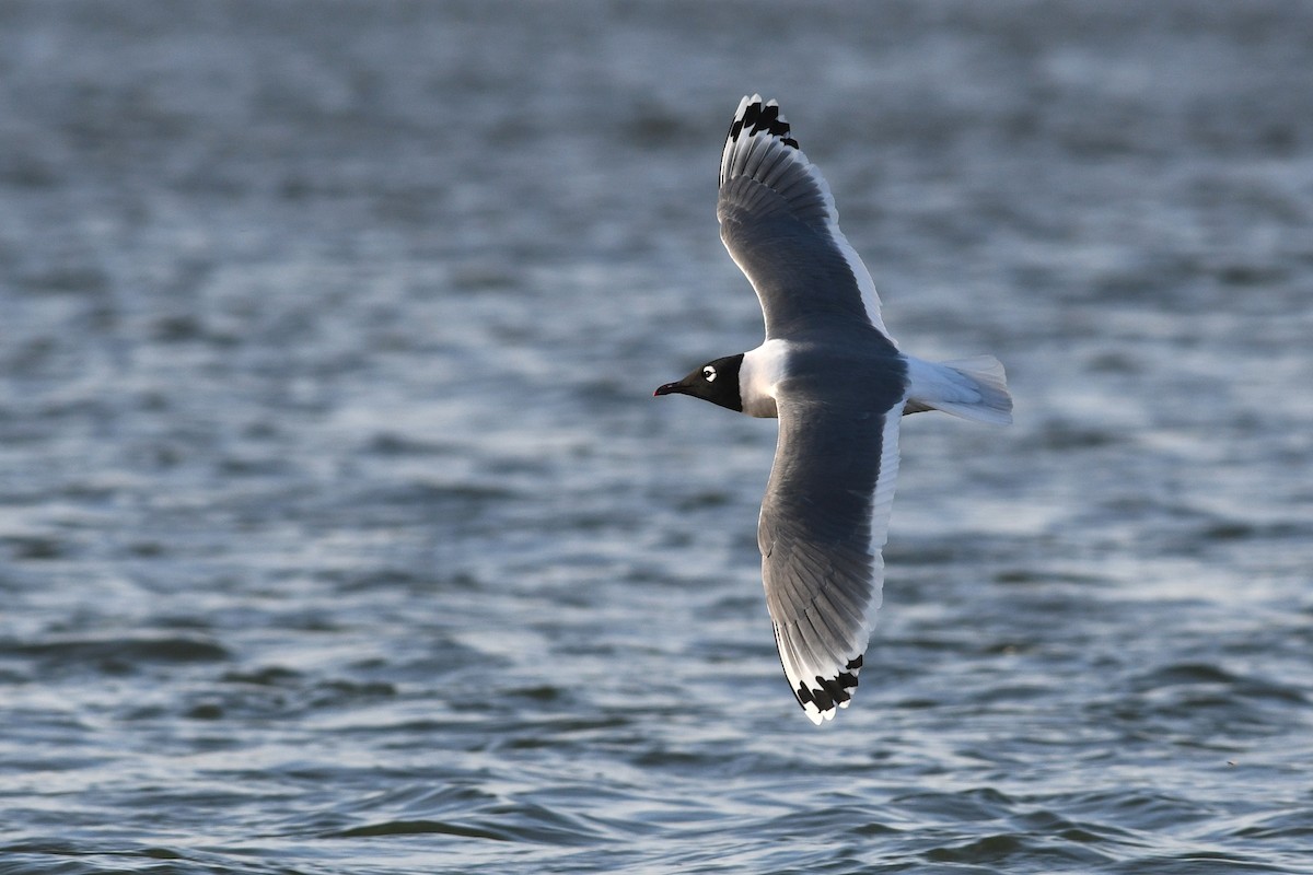 Franklin's Gull - ML641684969