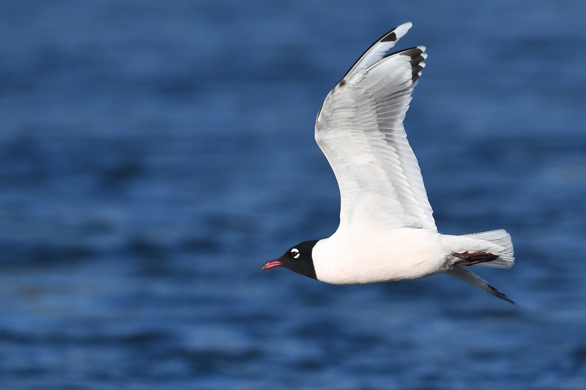 Franklin's Gull - ML641684970