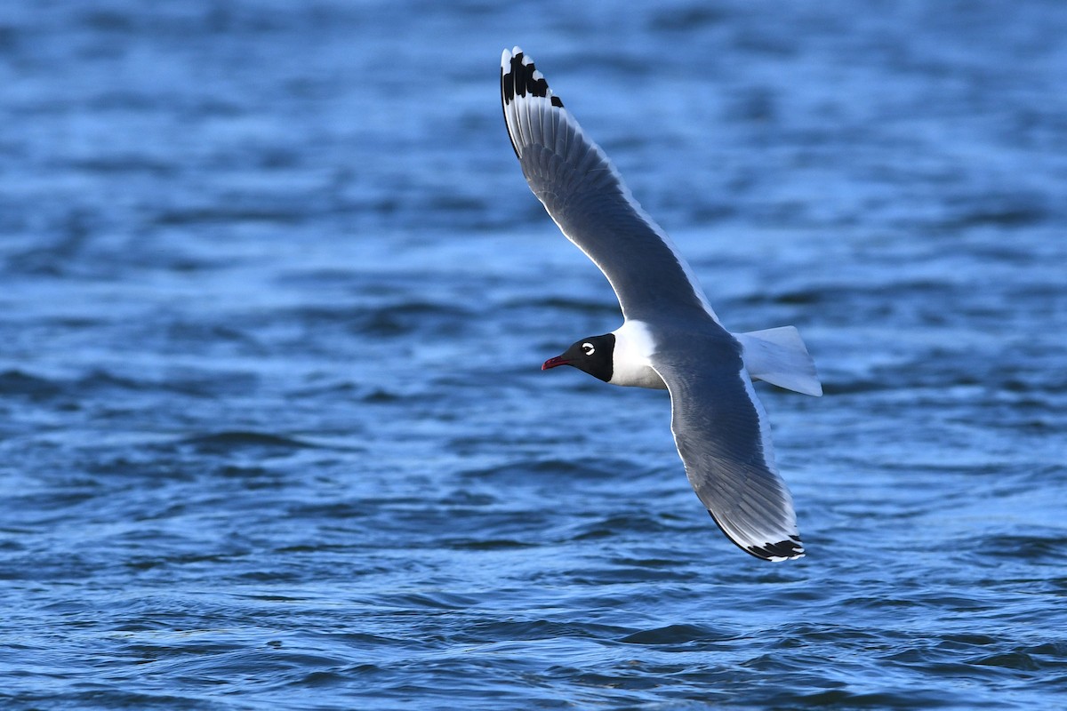 Franklin's Gull - ML641684971
