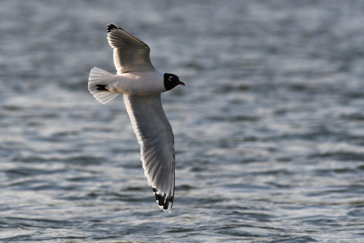 Franklin's Gull - ML641684972