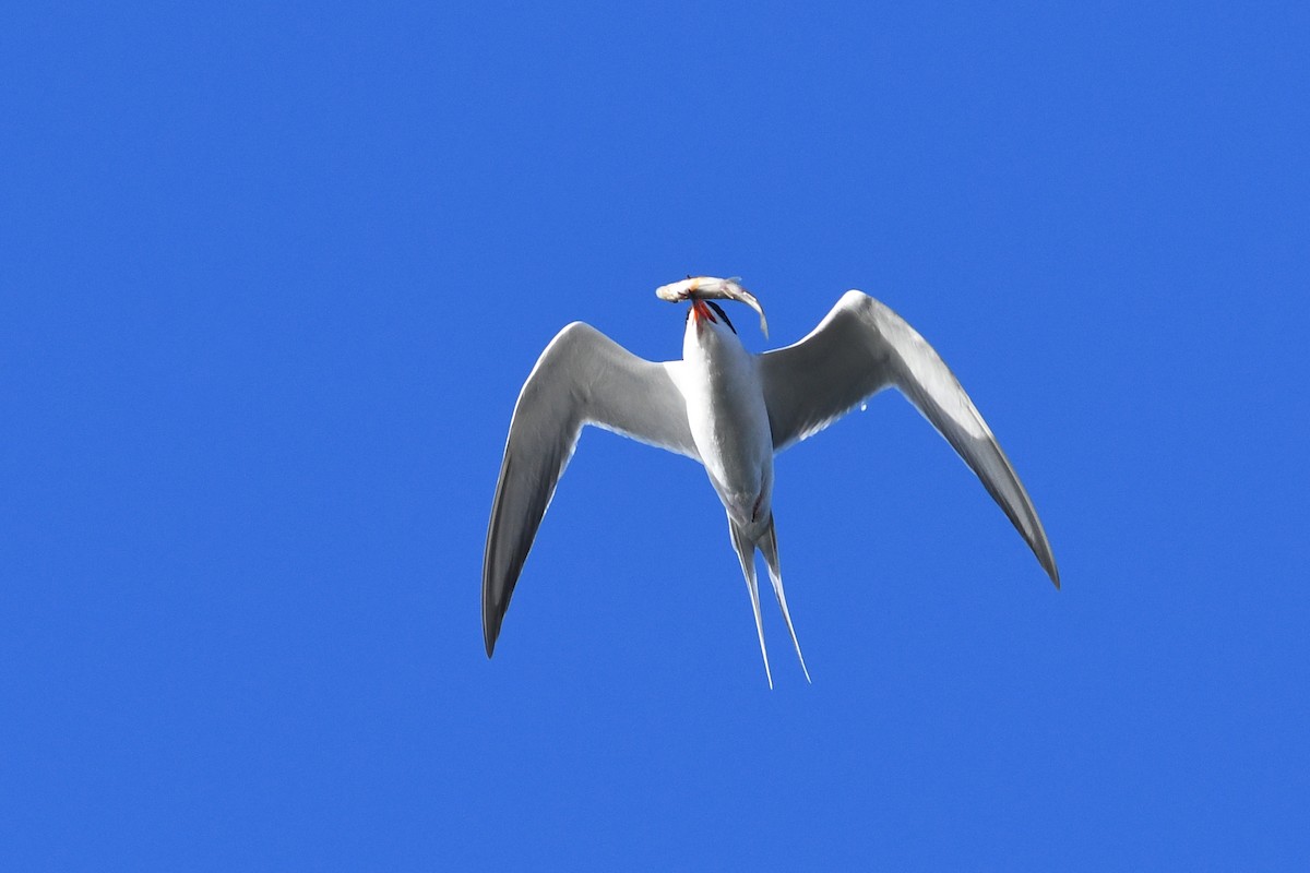 Forster's Tern - ML641684978