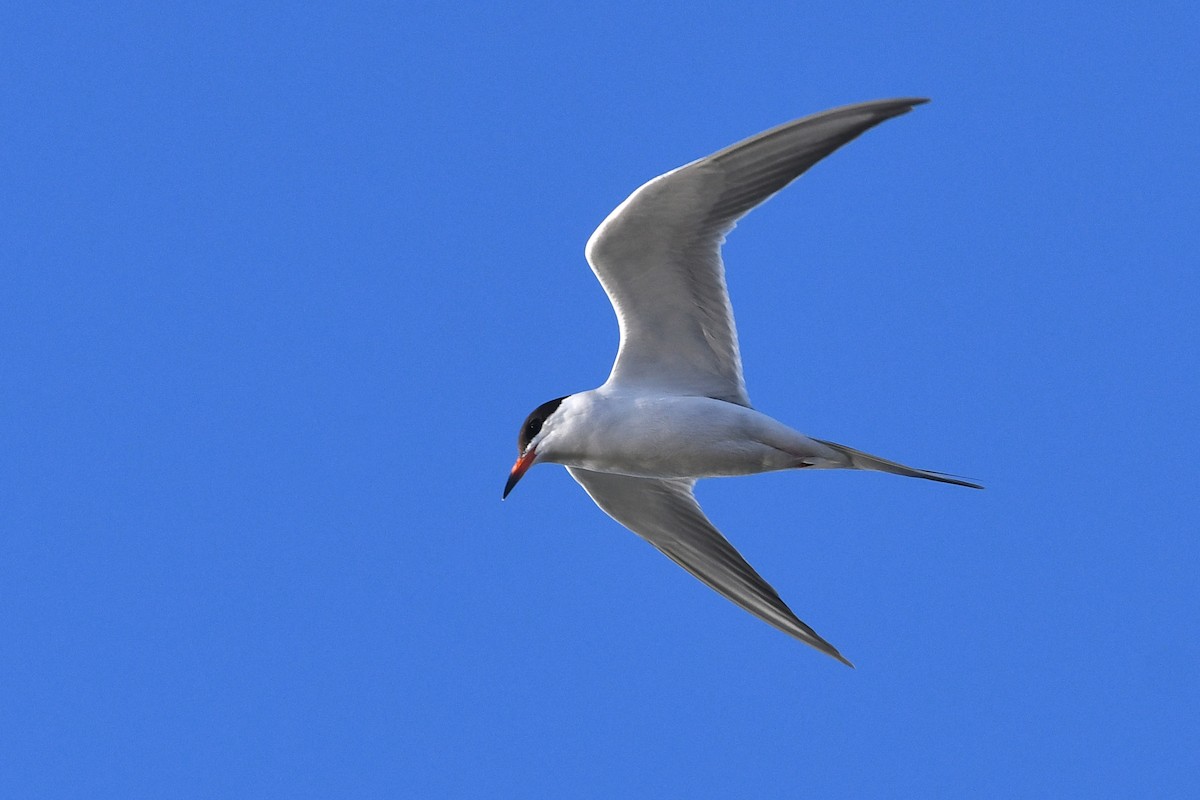 Forster's Tern - ML641684979