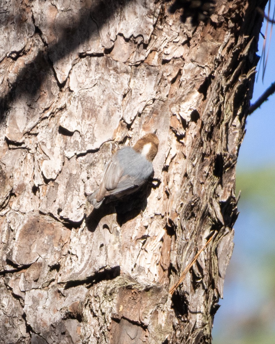 Brown-headed Nuthatch - ML641684985