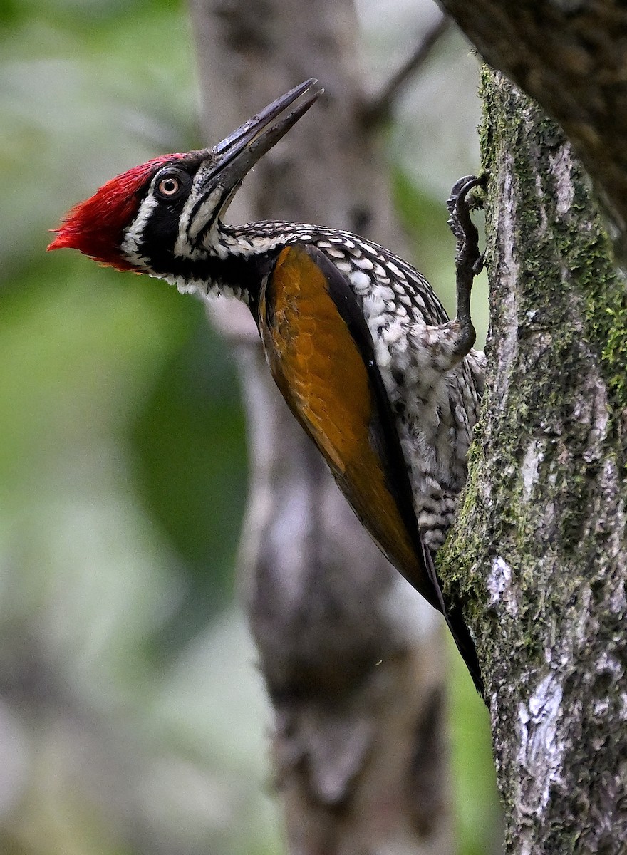 Greater Flameback - ML641685011
