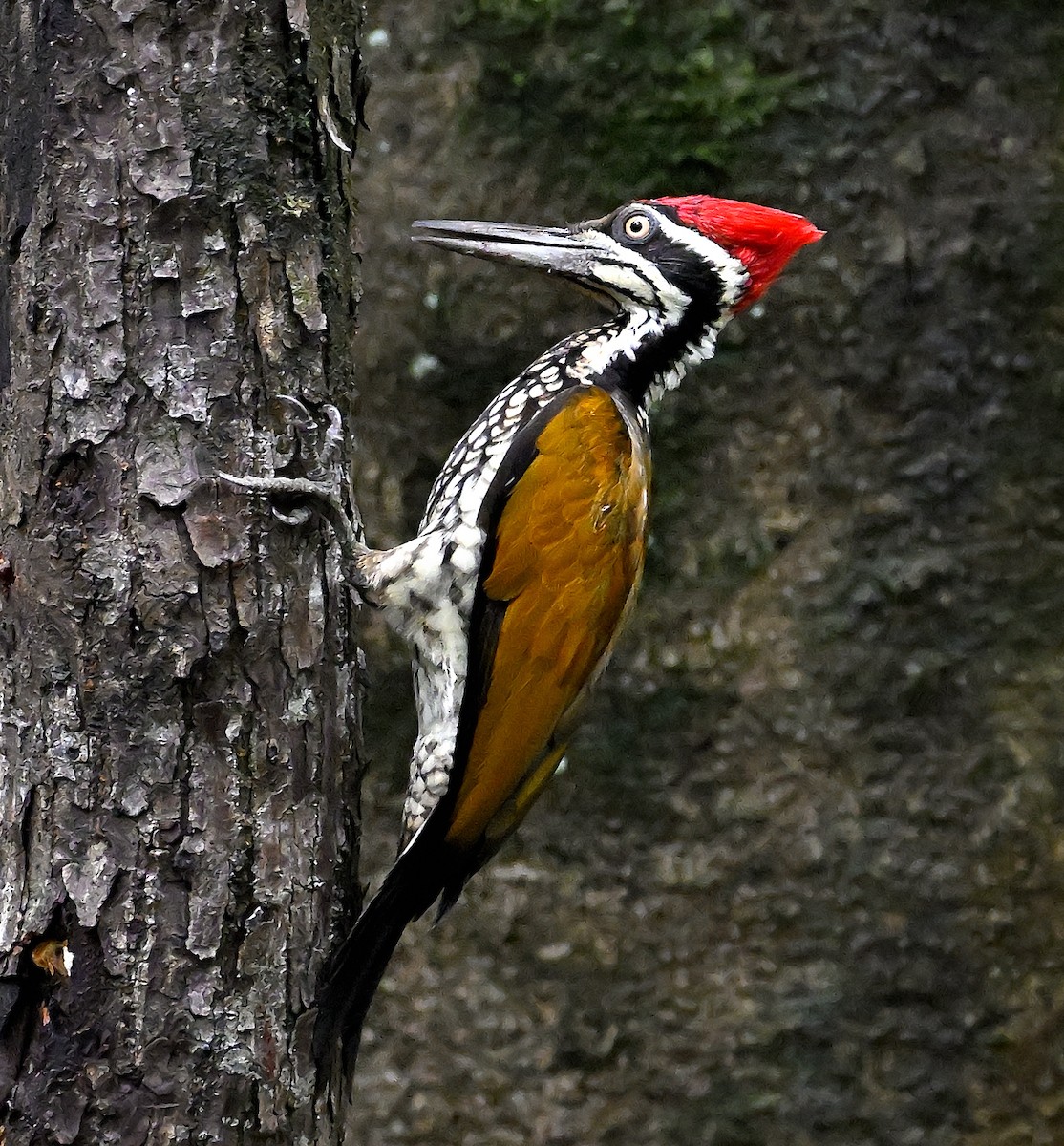 Greater Flameback - ML641685012