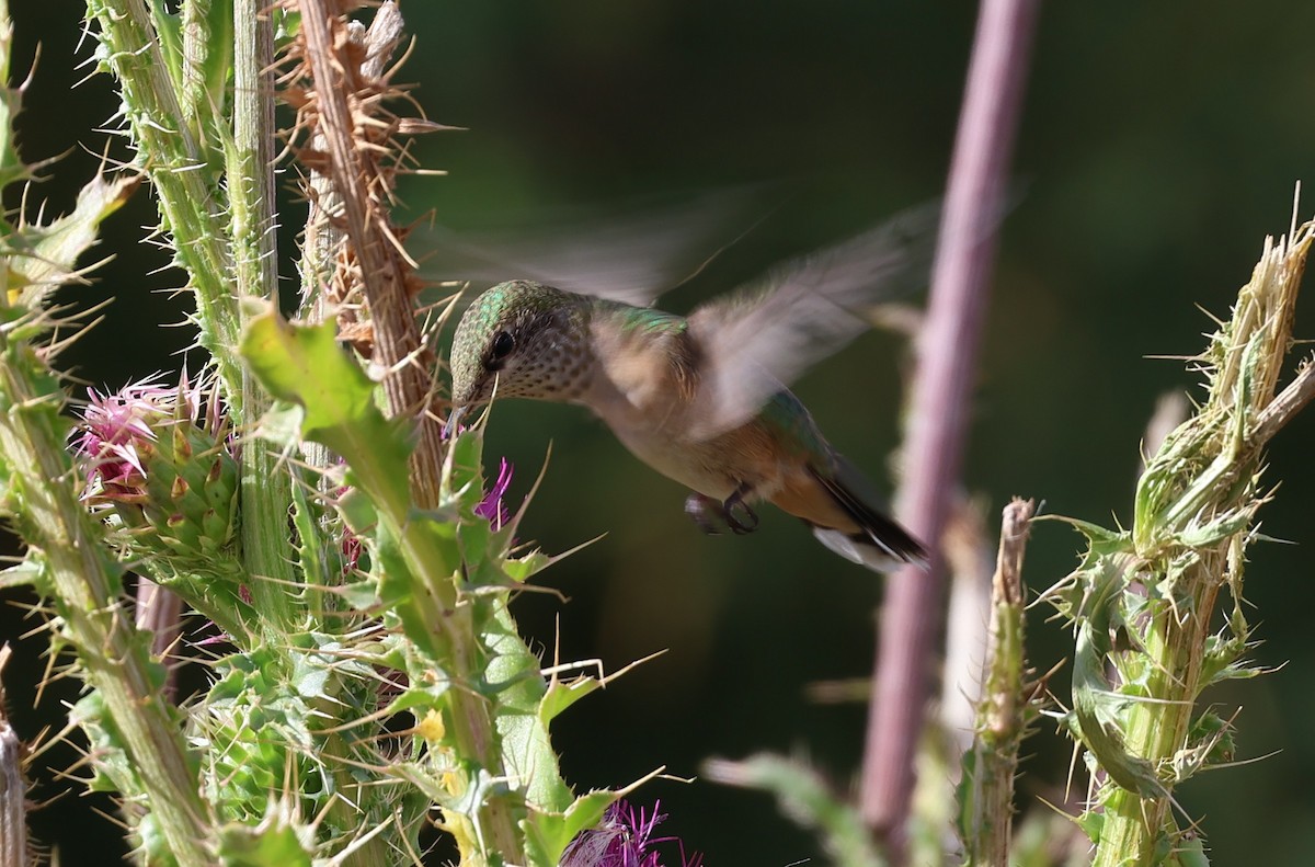 Calliope Hummingbird - ML641685016