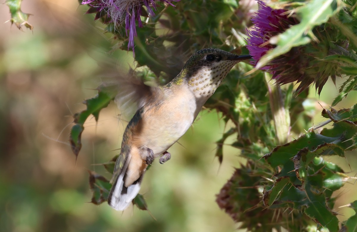 Calliope Hummingbird - ML641685018