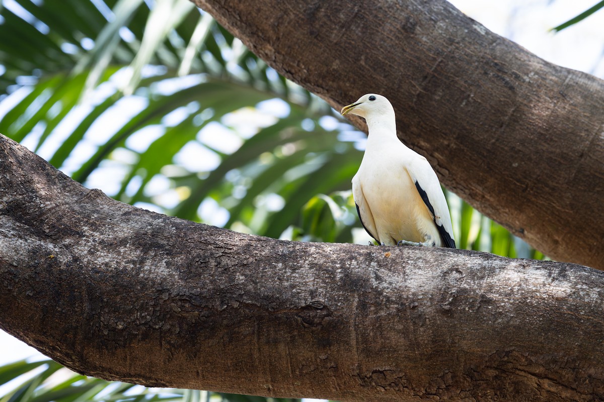 Torresian Imperial-Pigeon - ML641685023