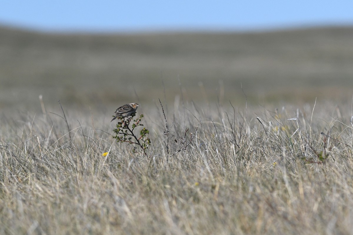 Grasshopper Sparrow - ML641685036