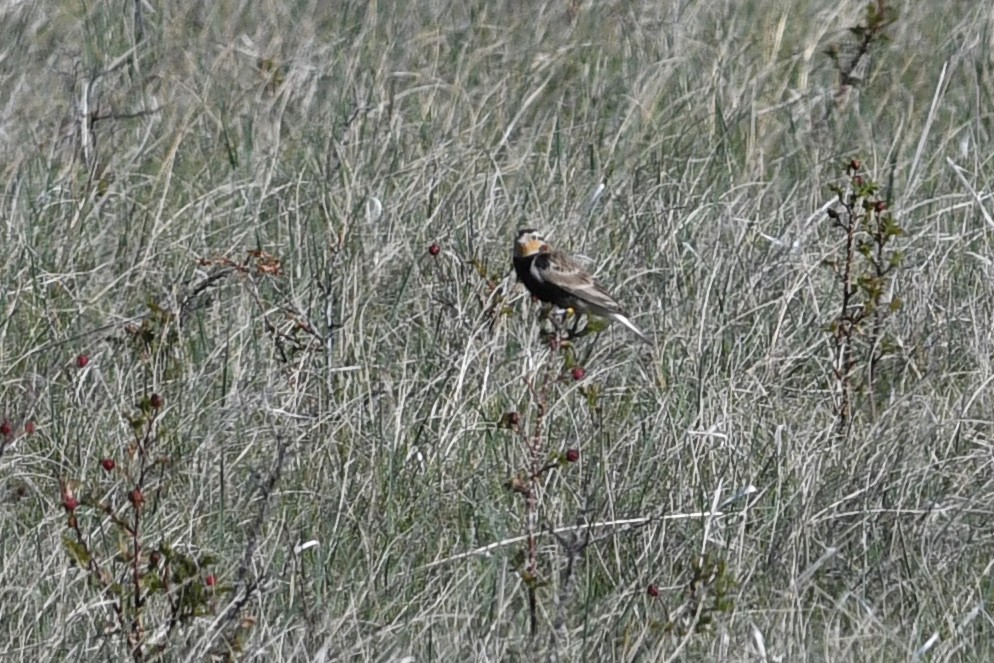 Chestnut-collared Longspur - ML641685044