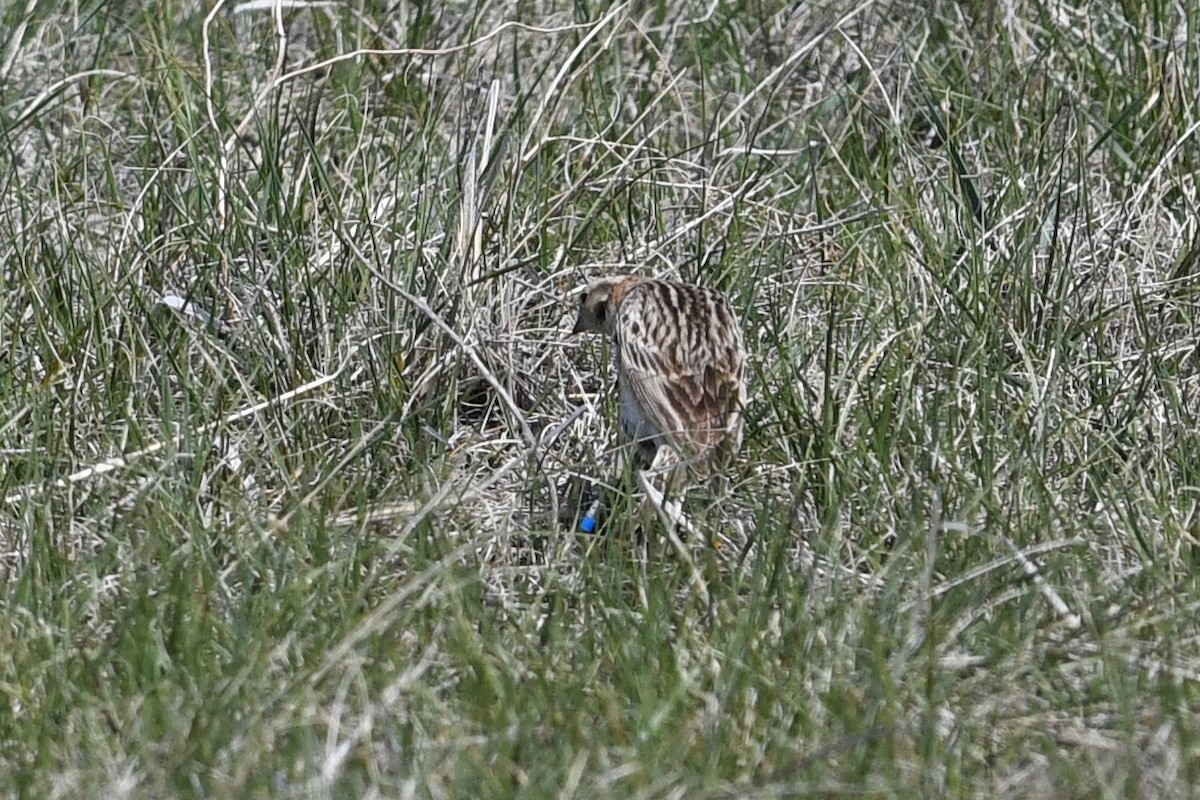 Chestnut-collared Longspur - ML641685045