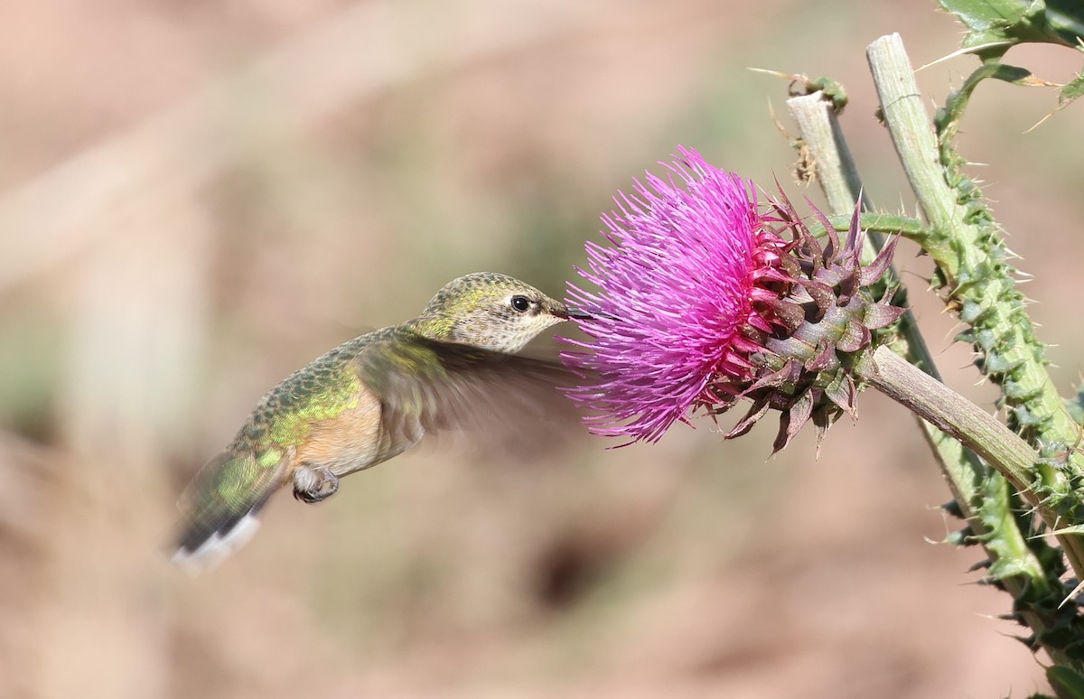 Calliope Hummingbird - ML641685075