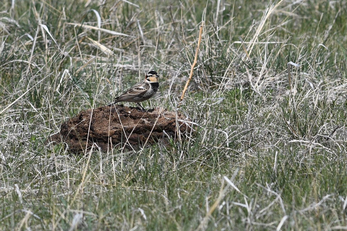 Chestnut-collared Longspur - ML641685084