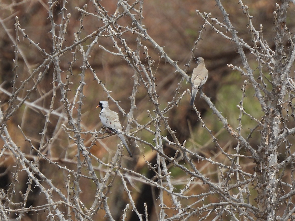 Namaqua Dove - ML641685085