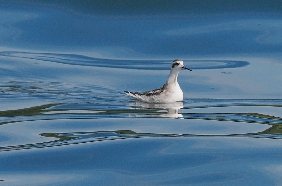 svømmesnipe - ML641685093