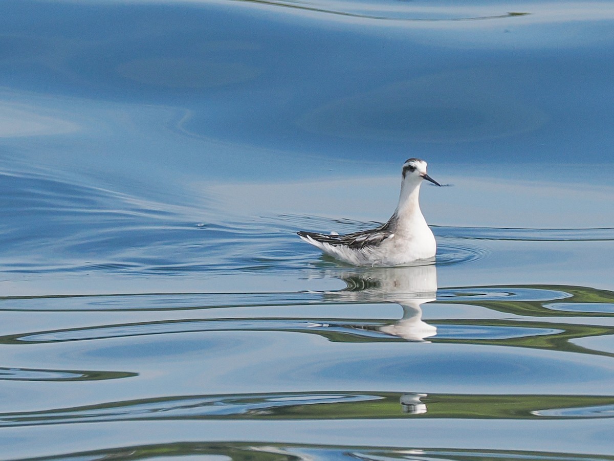 svømmesnipe - ML641685095