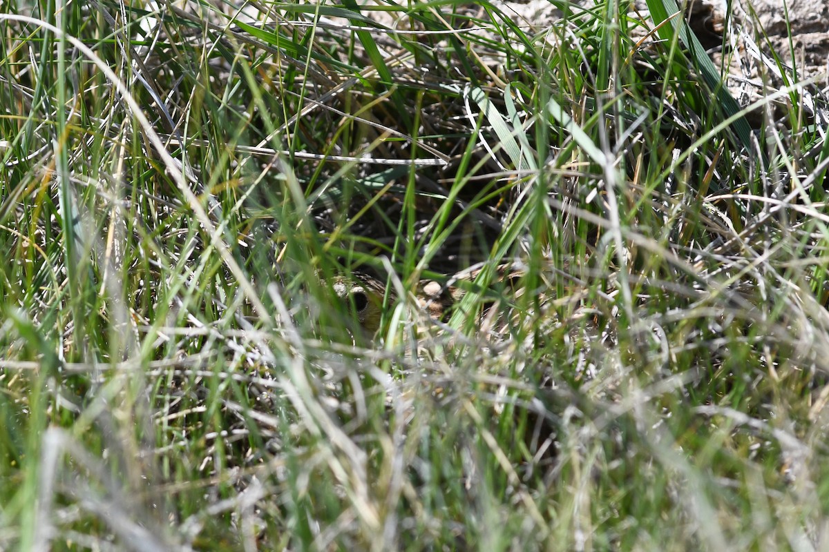 Chestnut-collared Longspur - ML641685096