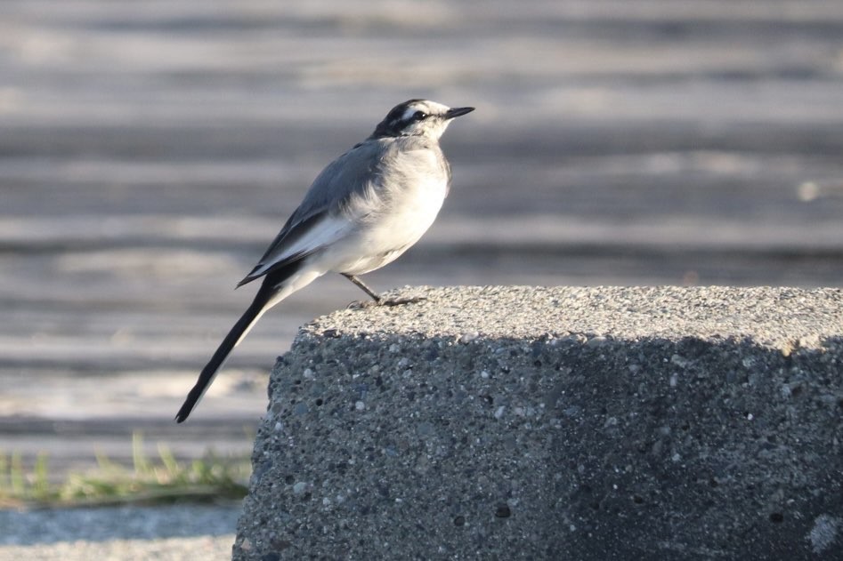 White Wagtail - ML641685104