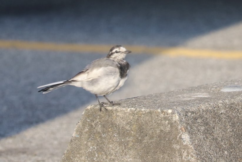 White Wagtail - ML641685105