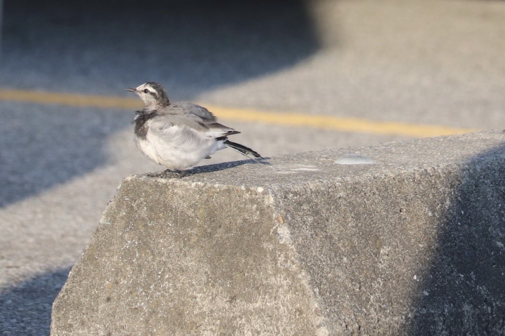 White Wagtail - ML641685106