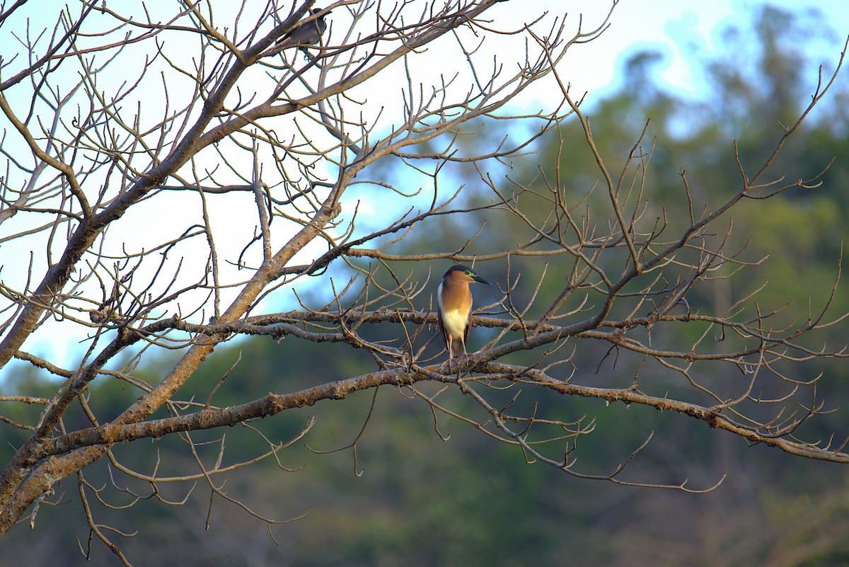 Nankeen Night Heron - ML641685108