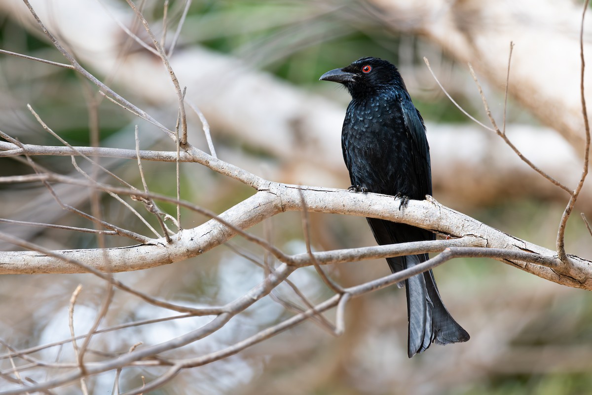 brokadedrongo - ML641685109