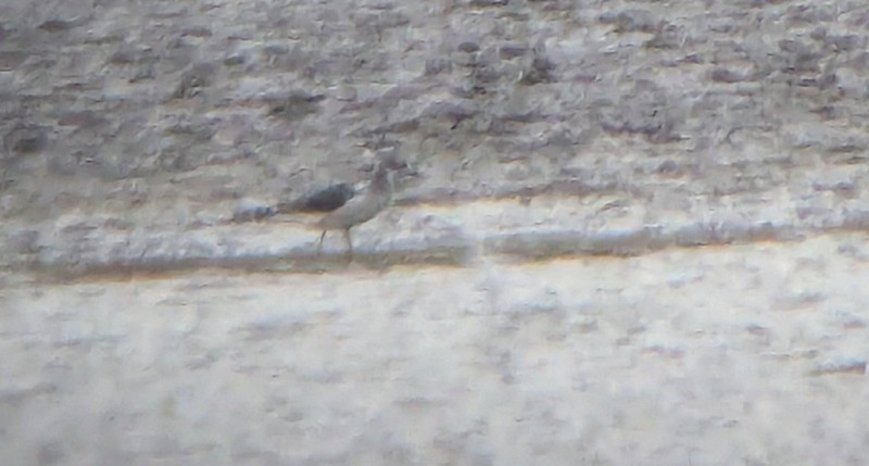 Mouette de Sabine - ML641685137