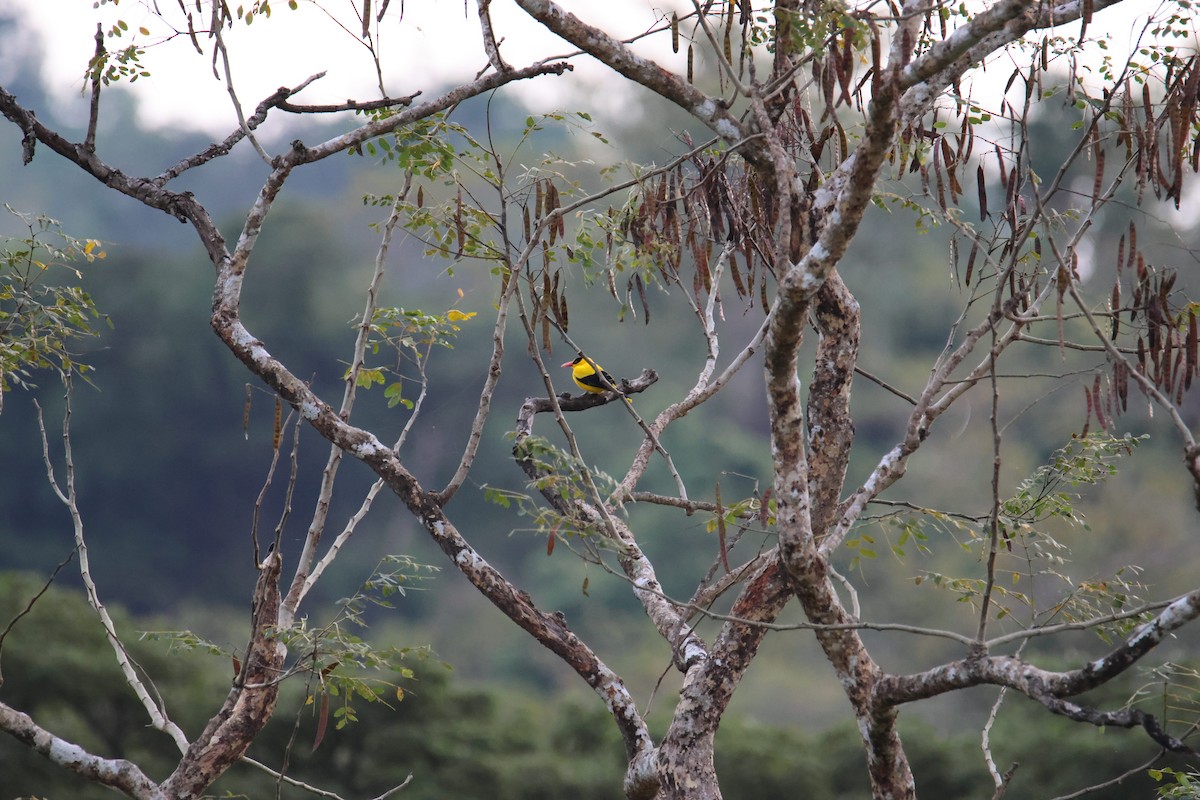 Black-naped Oriole (Philippine) - ML641685142