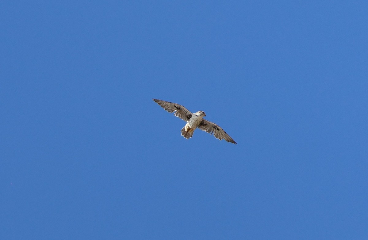 Prairie Falcon - ML641685143