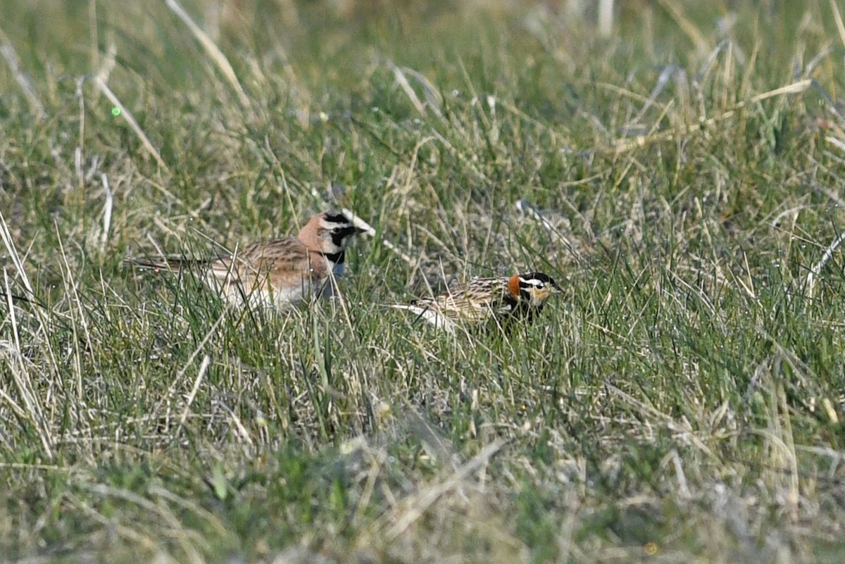 Chestnut-collared Longspur - ML641685167