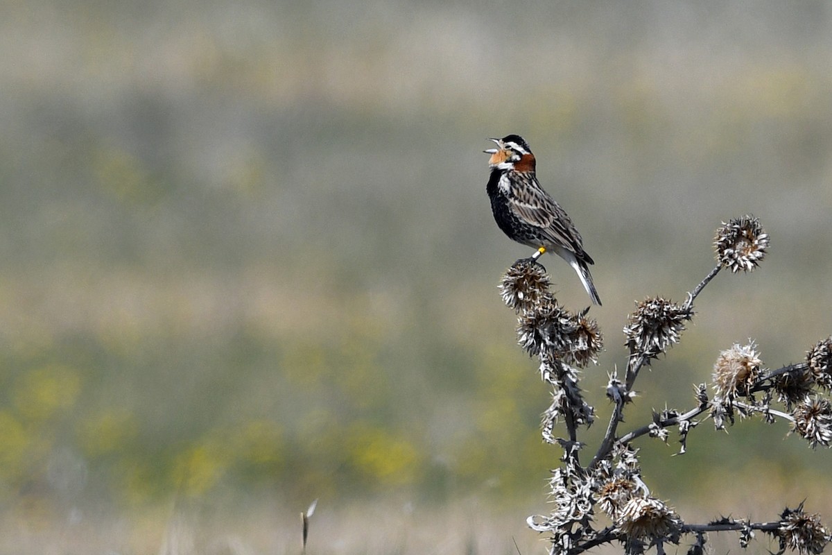 Chestnut-collared Longspur - ML641685179