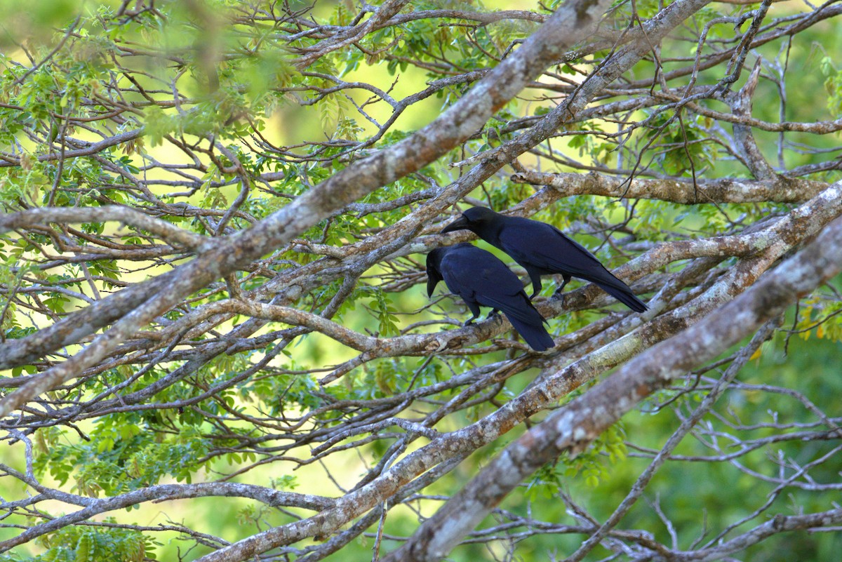 Philippine Jungle Crow - ML641685222