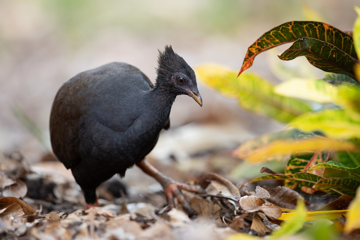 Orange-footed Megapode - ML641685307