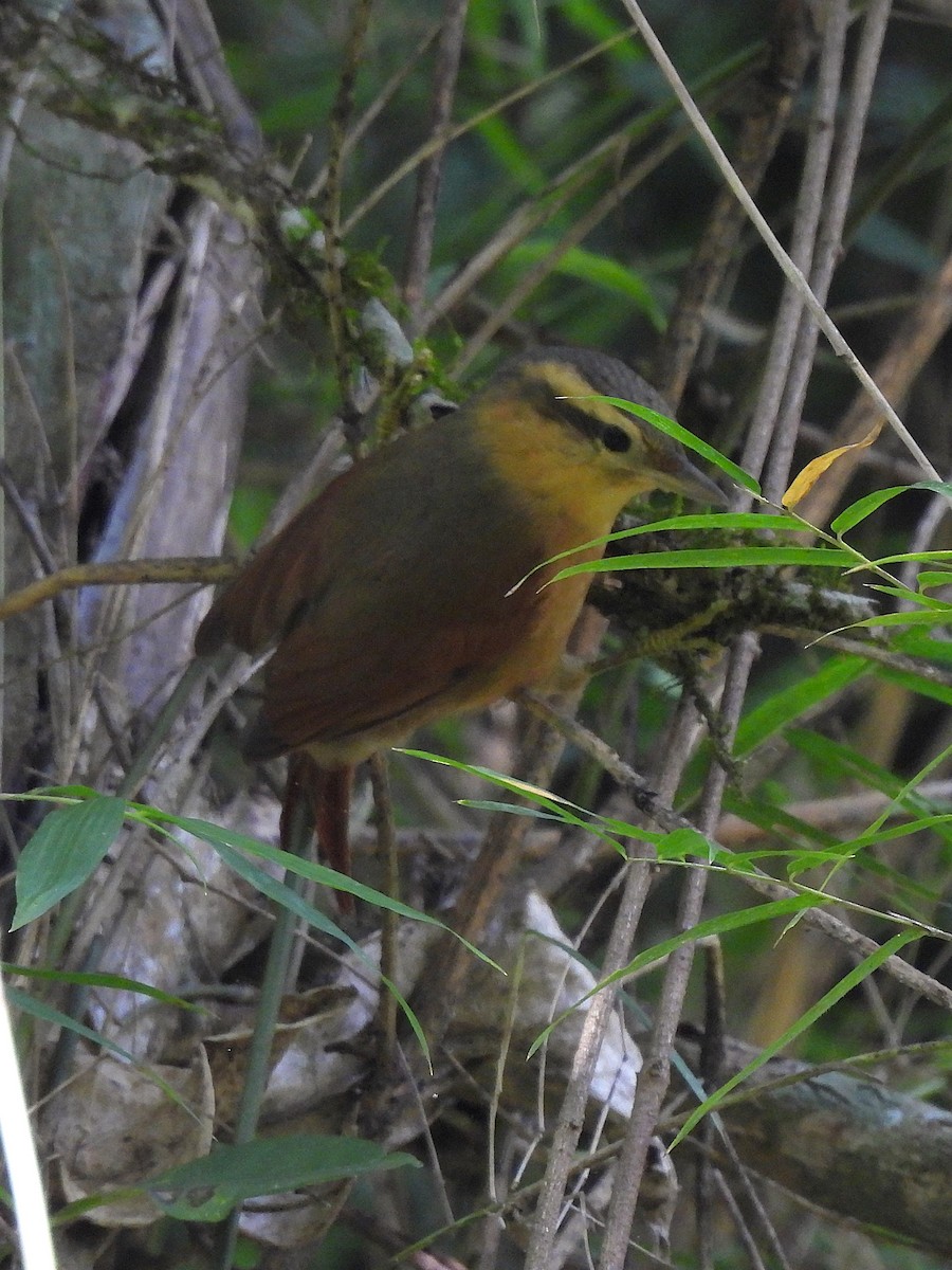 Ochre-breasted Foliage-gleaner - ML641685308